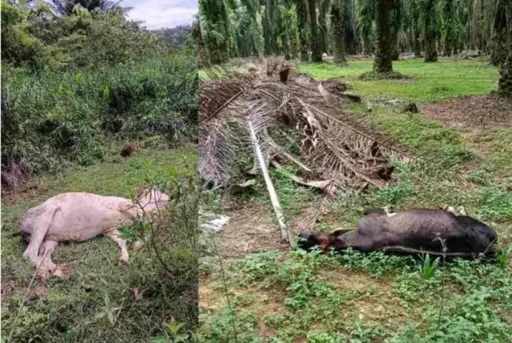 Antara lembu yang mati dipercayai akibat termakan rumput yang telah tercemar dengan bahan kimia berbahaya.