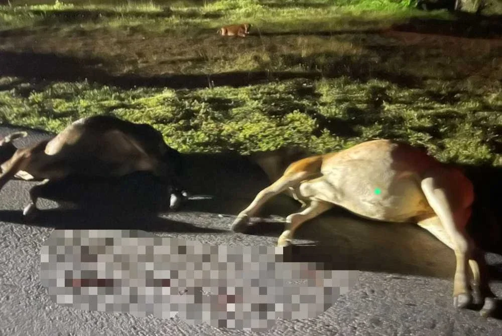 Lembu yang bergelimpangan selepas dirempuh kereta mangsa.