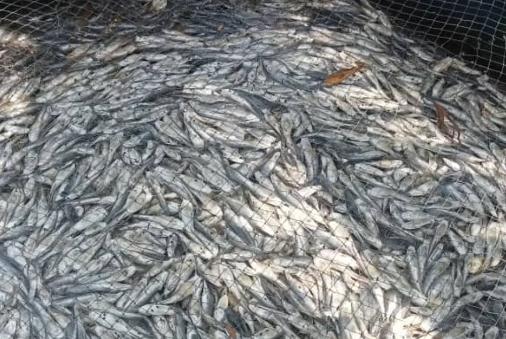 Antara lambakan bangkai ikan di 18 sangkar milik Eh Thom selepas didakwa berpunca air masin daripada pintu air di Dalam Rhu yang tidak ditutup.