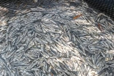 Antara lambakan bangkai ikan di 18 sangkar milik Eh Thom selepas didakwa berpunca air masin daripada pintu air di Dalam Rhu yang tidak ditutup.