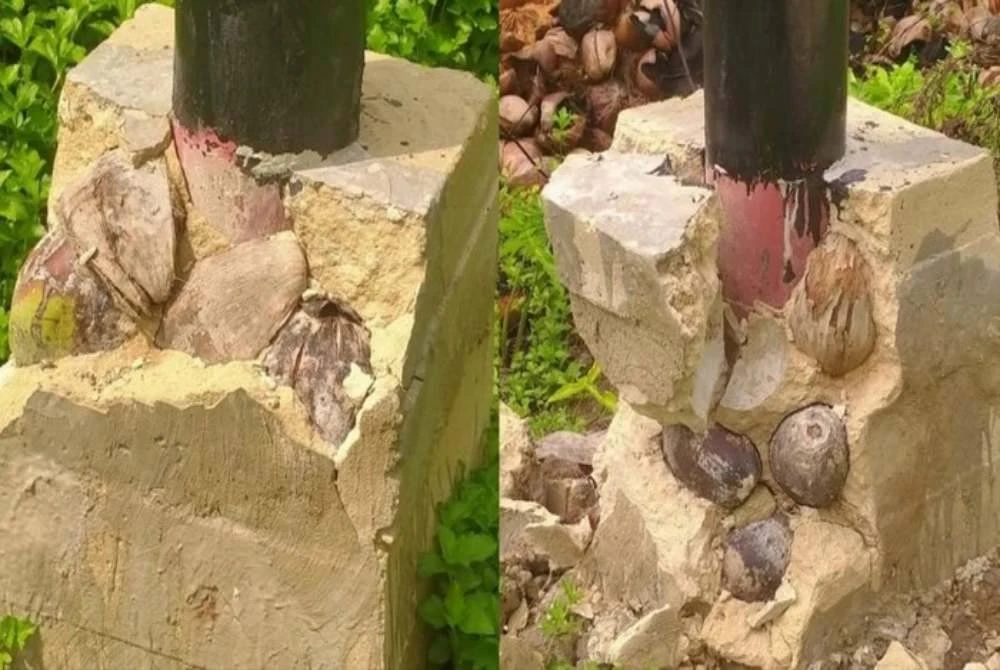 Kelapa dimasukkan dalam bancuhan simen untuk membuat tiang elektrik di Desa Sarang Burung Usrat, Sambas, Kalimantan Barat, Indonesia. - Agensi