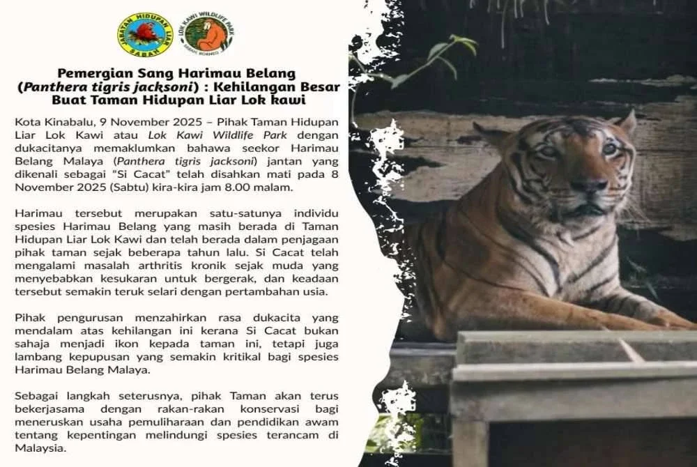 Harimau Belang Malaya yang dikenali sebagai Si Cacat disahkan mati, Sabtu lalu.