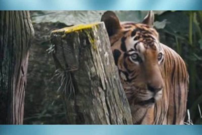 Si Cacat mengalami arthritis kronik sejak muda yang menyebabkan kesukaran untuk bergerak dan keadaan tersebut bertambah teruk selari dengan pertambahan usianya.