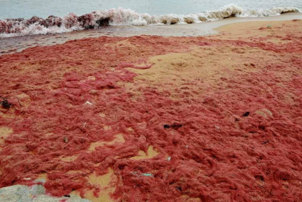 Kehadiran rumpai laut merah lazimnya dikesan menjelang peralihan Monsun Timur Laut. Foto fail Bernama