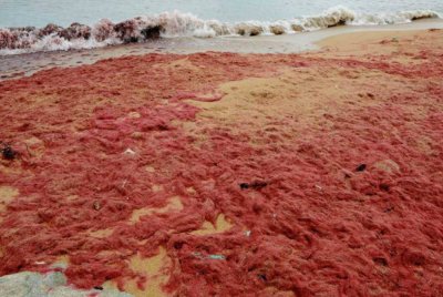 Kehadiran rumpai laut merah lazimnya dikesan menjelang peralihan Monsun Timur Laut. Foto fail Bernama