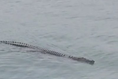 Kemunculan buaya di kawasan pelabuhan Kemaman menggemparkan pekerja kapal dan penduduk setempat.