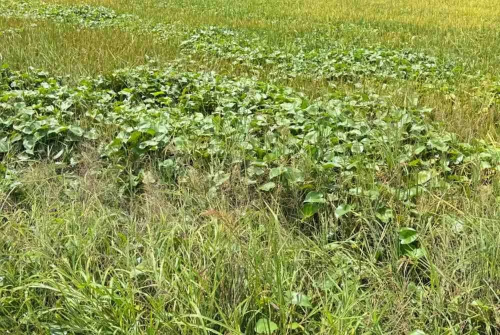 Serangan rumpai keladi agas atau monochoria vaginalis dikenal pasti sebagai punca utama penurunan hasil.