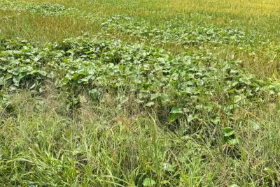 Serangan rumpai keladi agas atau monochoria vaginalis dikenal pasti sebagai punca utama penurunan hasil.