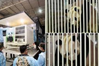 Ketibaan Panda Gergasi menandakan simbol integriti dan persahabatan yang berkekalan antara Malaysia dan China.- Foto NRES