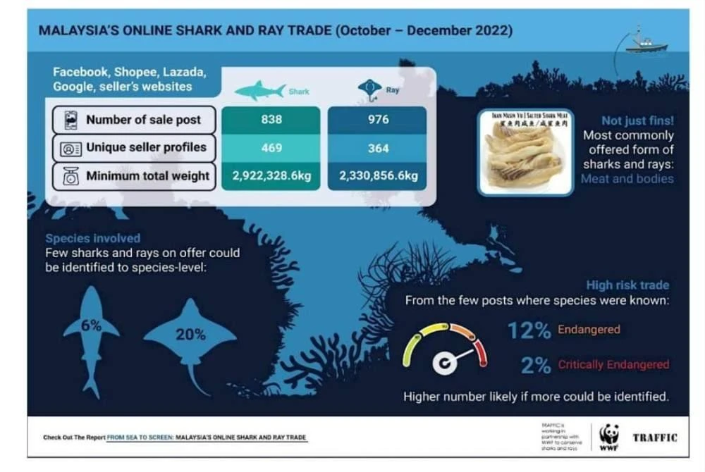  Satu kajian terbaharu oleh TRAFFIC Southeast Asia dan WWF-Malaysia mendedahkan kewujudan pasaran dalam talian yang amat menguntungkan bagi produk yu dan pari di negara ini. 