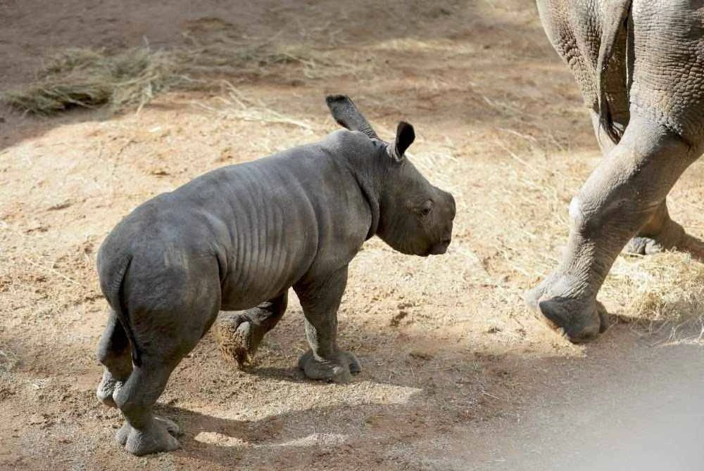 Kelahiran anak badak putih di Zoo Bioparc Valencia sebagai sebahagian usaha Program Spesies Terancam Eropah untuk memastikan kelangsungan spesies yang berasal dari Afrika Selatan itu. - AFP