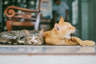 Tular sebuah video seorang lelaki ‘pempengaruh’ melabelkan pencinta kucing sebagai orang yang mempunyai sakit mental kerana terlalu obses terhadap haiwan tersebut. Foto hiasan