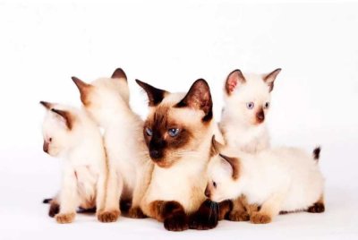 Kucing Wichienmas iaitu nama asal kucing Siam dalam budaya Thailand.