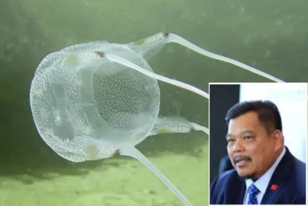 Mansor (gambar kecil) mengakui vaksin atau antibisa bagi merawat sengatan ubur-ubur kotak belum disediakan di Kedah setakat ini.