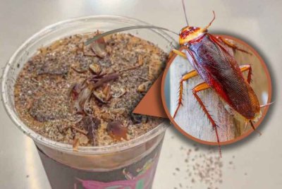 Sebuah muzium serangga di Beijing menawarkan kopi ditaburi serbuk lipas kisar kepada pengunjung. Foto tular/Weibo