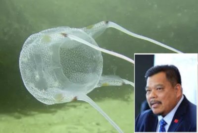 Mansor (gambar kecil) mengakui vaksin atau antibisa bagi merawat sengatan ubur-ubur kotak belum disediakan di Kedah setakat ini.