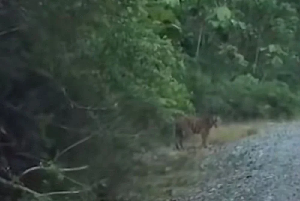 Sebelum ini, sebuah video berdurasi lebih satu minit tular di media sosial memaparkan harimau belang yang sedang berkeliaran dilihat penduduk di kawasan berhampiran Kampung Bantal, Hulu Tembeling.