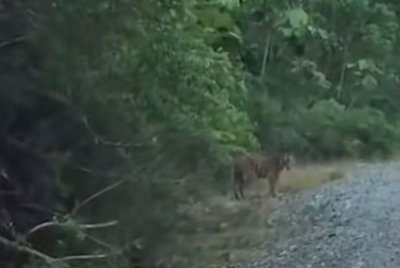 Sebelum ini, sebuah video berdurasi lebih satu minit tular di media sosial memaparkan harimau belang yang sedang berkeliaran dilihat penduduk di kawasan berhampiran Kampung Bantal, Hulu Tembeling.