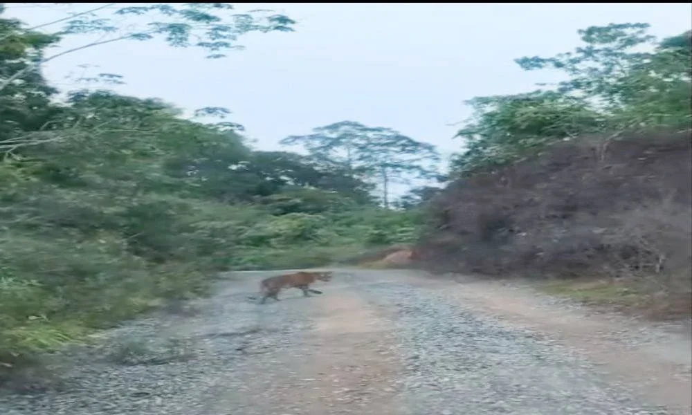 Tangkap layar kehadiran harimau belang yang dilihat bergerak kira-kira 100 meter dari rumah penduduk di Kampung Membatu. 
