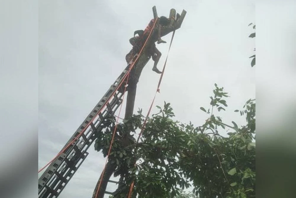 Seorang pekerja pemotong pokok tersangkut pada sebatang pokok rambutan selepas pengsan akibat dihempap dahan pada Ahad.