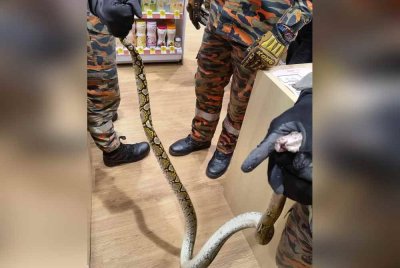 Ular sawa sepanjang dua meter yang ditemui di dalam tandas sebuah farmasi di Setia Alam pada Ahad.