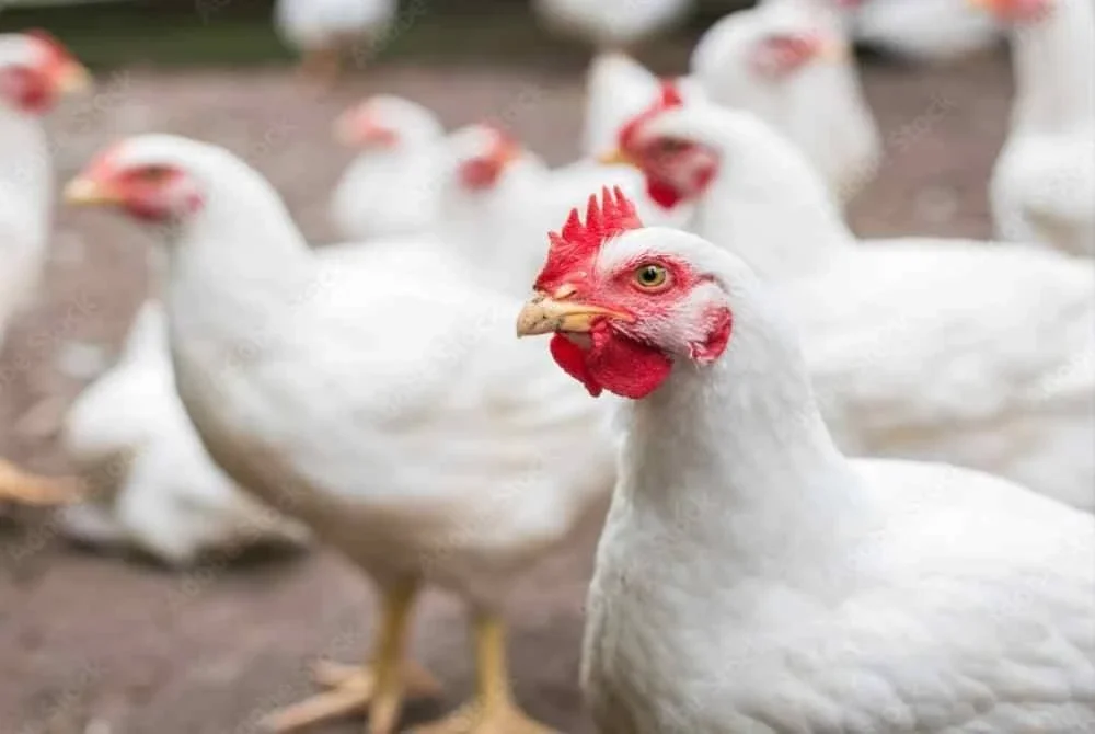 Mangsa sering membunuh anak-anak ayam mereka sehingga menimbulkan rasa tidak puas hati. Gambar hiasan