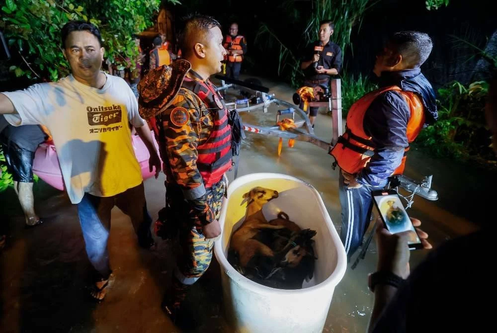 Anggota bomba turut menyelamatkan ternakan penduduk ketika memindahkan mangsa banjir di Kampung Batu Sepuluh Cheras, Kuala Lumpur pada Isnin. Foto: Bernama 