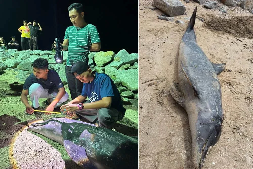 DOF dibantu penduduk setempat mengambil data lengkap ke atas bangkai ikan lumba-lumba yang ditemui di pesisir pantai Sabak Bernam pada Selasa. Foto: DOF Selangor