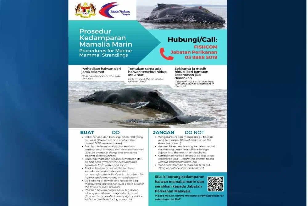 Poster DOF melampirkan kesedaran kepada orang awam berkenaan prosedur sekiranya menemui mamalia marin.