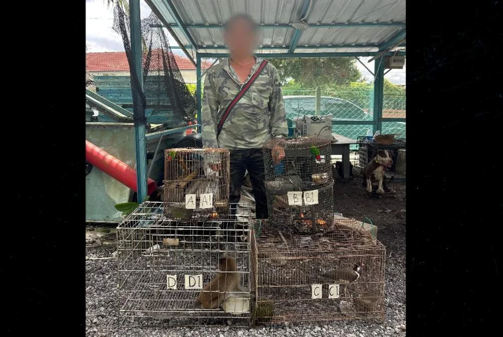 Antara individu disiasat dan haiwan yang disita dalam serbuan di Mantin pada Rabu. Foto: PERHILITAN