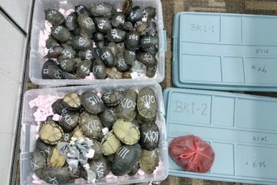 116 ekor kura-kura yang dirampas susulan penahanan lelaki warga Vietnam di KLIA Terminal 2 pada Rabu. - Foto Perhilitan