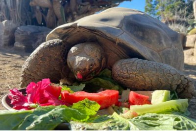 Gramma ketika dirakam menikmati makanannya pada tahun 2024 lalu.- Agensi