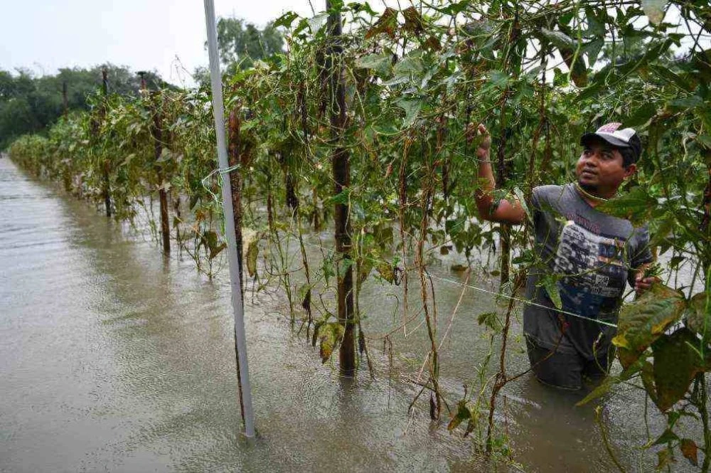 Mohd Saiful Azhan kerugian sehingga RM10,000 apabila lebih 5,000 batang pohon sayur-sayuran musnah akibat banjir. Foto Bernama