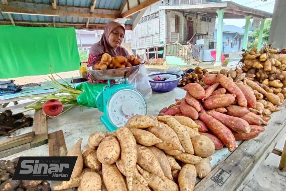 Fauziah membuka gerai jualan pelbagai jenis ubi seperti kayu, keledek, kembili, badak, itik, keladi untuk raih pendapatan sampingan setiap kali musim tengkujuh.Foto: SINAR HARIAN/HAZELEN LIANA KAMARUDIN