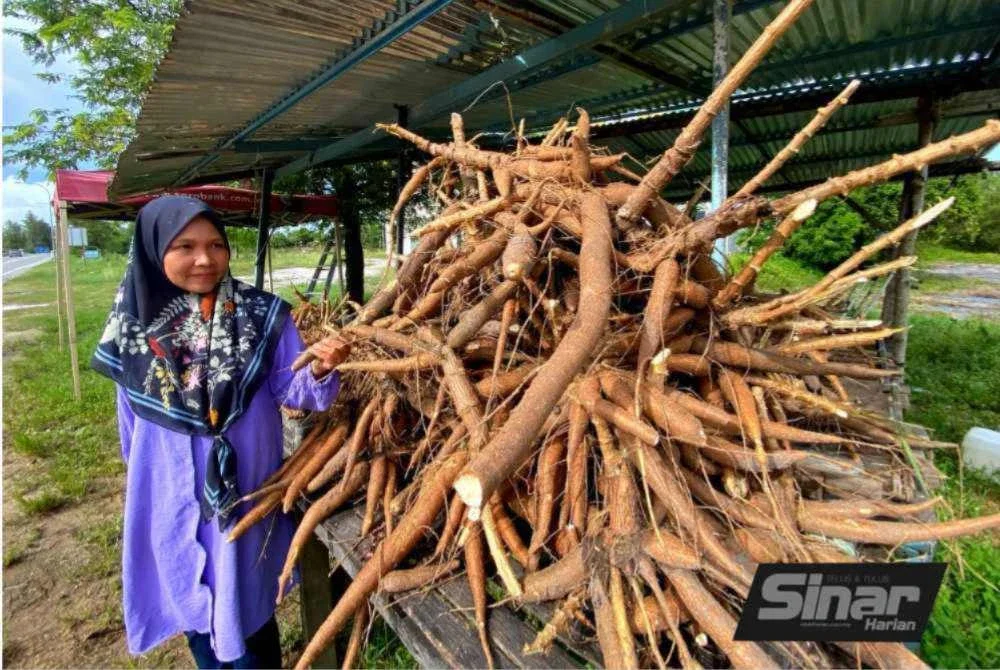 Bagi Sharifah, musim tengkujuh memberikan rezeki berlipat ganda buatnya apabila jualan ubi kayu, kembili, keledek, itik menjadi rebutan. Foto: SINAR HARIAN/HAZELEN LIANA KAMARUDIN