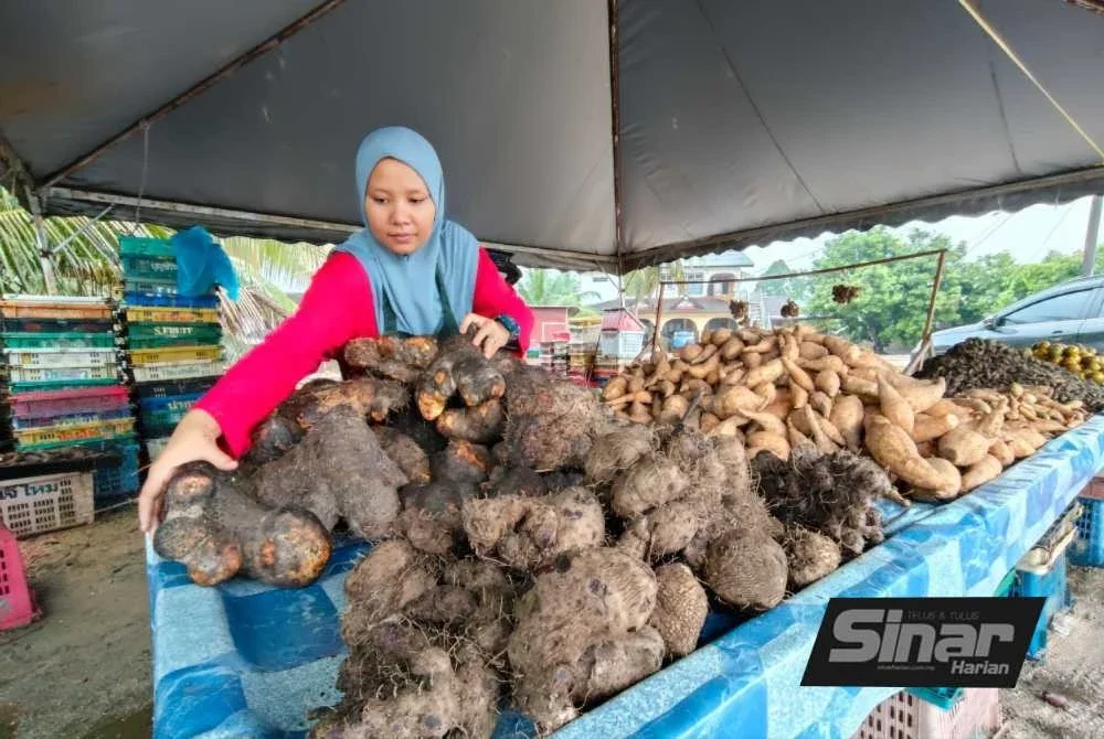 Selain ubi kayu, badak, itik, kembili turut menjadi rebutan di musim tengkujuh apabila terdapat banyak gerai jualan dibuka sekali gus memberi 'durian runtuh' kepada peniaga. Foto: SINAR HARIAN/HAZELEN LIANA KAMARUDIN