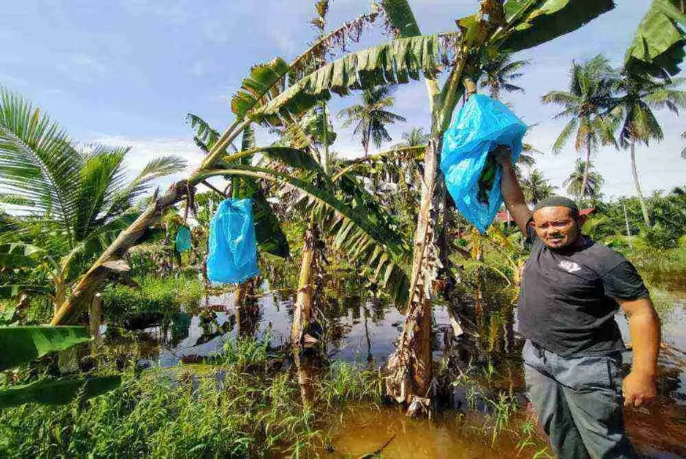 Jefneri menunjukkan hasil pisang yang sepatutnya dituai dalam tempoh sebulan lagi tidak berjaya diselamatkan berikutan banjir di kebunnya di Kampung Parit Tengah di sini.