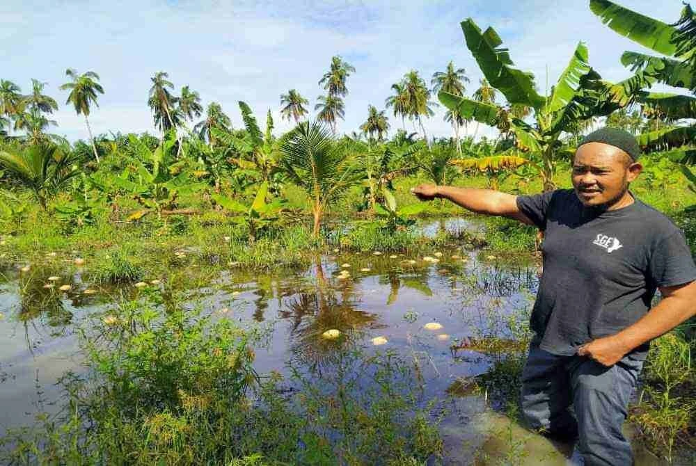 Jefneri menunjukkan sebahagian tembikai susu yang ditanam terapung akibat banjir di kebunnya di Kampung Sungai Nipah Darat di sini.