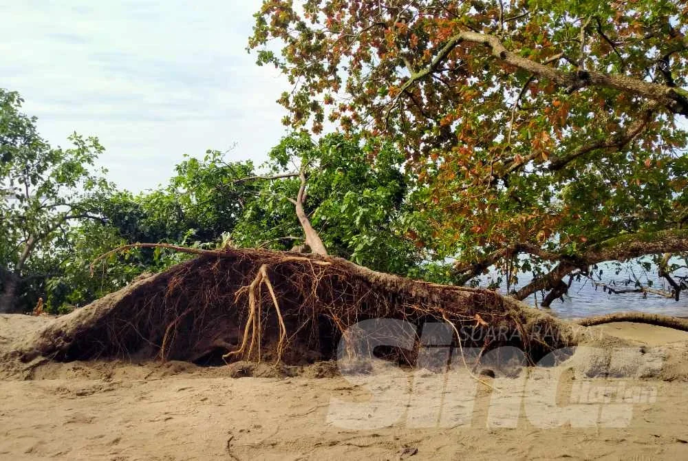 Beberapa pokok di pantai Teluk Batik yang tumbang akibat hakisan serta ombak kuat.