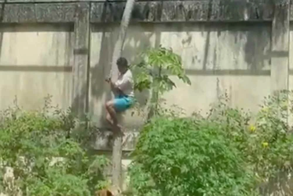 Mangsa diserang semasa menuruni sebatang pokok di dalam sangkar itu. Foto Agensi