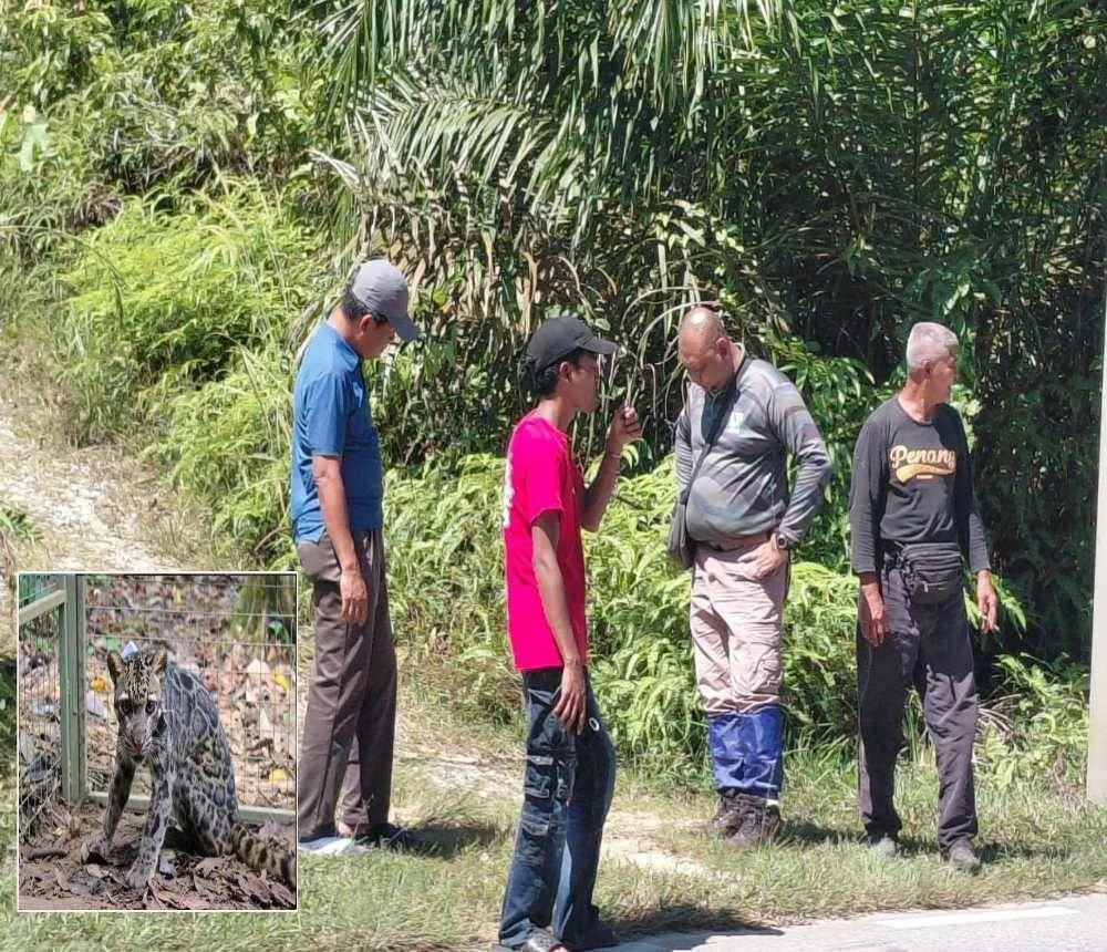 Perhilitan tidak menolak kemungkinan kawasan perkampungan itu merupakan lokasi harimau dahan berkeliaran dan harimau dahan (Gambar kecil).

