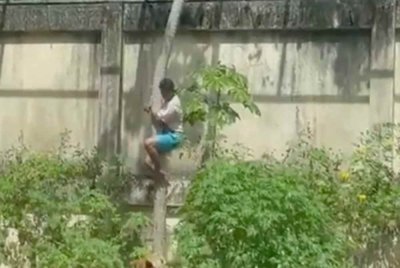 Mangsa diserang semasa menuruni sebatang pokok di dalam sangkar itu. Foto Agensi