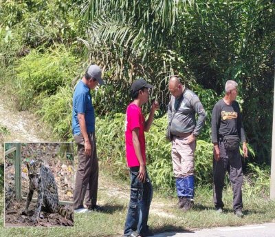 Perhilitan tidak menolak kemungkinan kawasan perkampungan itu merupakan lokasi harimau dahan berkeliaran dan harimau dahan (Gambar kecil).
