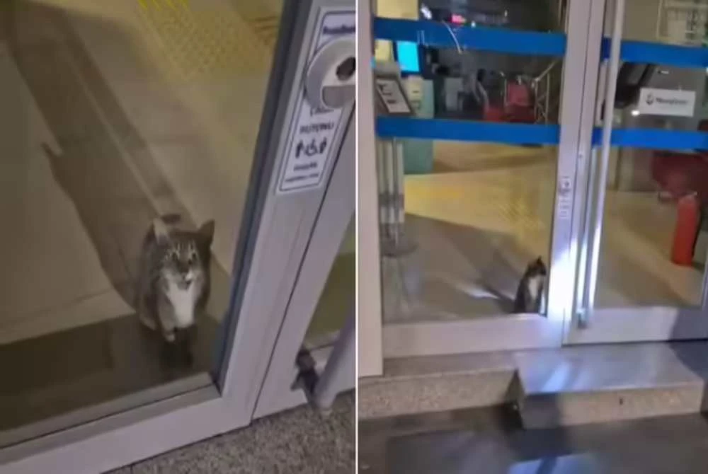 Kucing itu cuba keluar selepas terperangkap di dalam bank tersebut. - Agensi