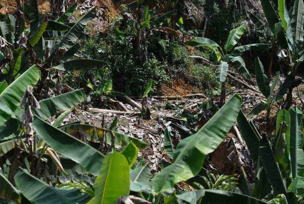 Keadaan tanaman pisang milik Mohd Samsudin di kebunnya yang dirosakkan seekor gajah liar di Kampung Minda, pada Rabu. Foto Bernama