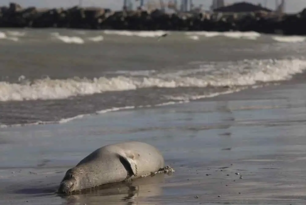 kematian anjing laut Caspian adalah perkara biasa ketika musim migrasi tahunan mamalia tersebut.