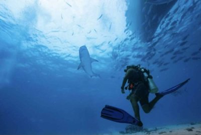 Wanita itu percaya jerung mungkin tertarik dengan gelang perak yang dipakainya.