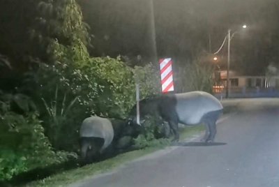 Tangkap layar daripada rakaman video tular mengenai kemunculan dua ekor tapir di tepi jalan di Sungai Isap pada malam Selasa.