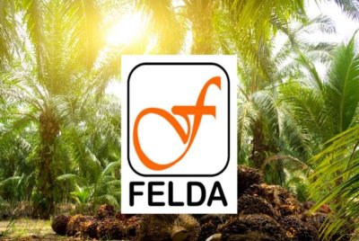 Kerajaan Terengganu menghantar notis kepada enam Ahli Lembaga Pengarah FGV Holdings Berhad berhubung isu ladang di atas tanah milik negeri. Foto hiasan