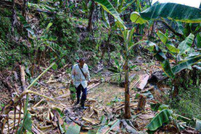 Mohd Samsudin mengambil pisang di kebunnya yang dirosakkan seekor gajah liar di Kampung Minda, pada Rabu. Foto Bernama 